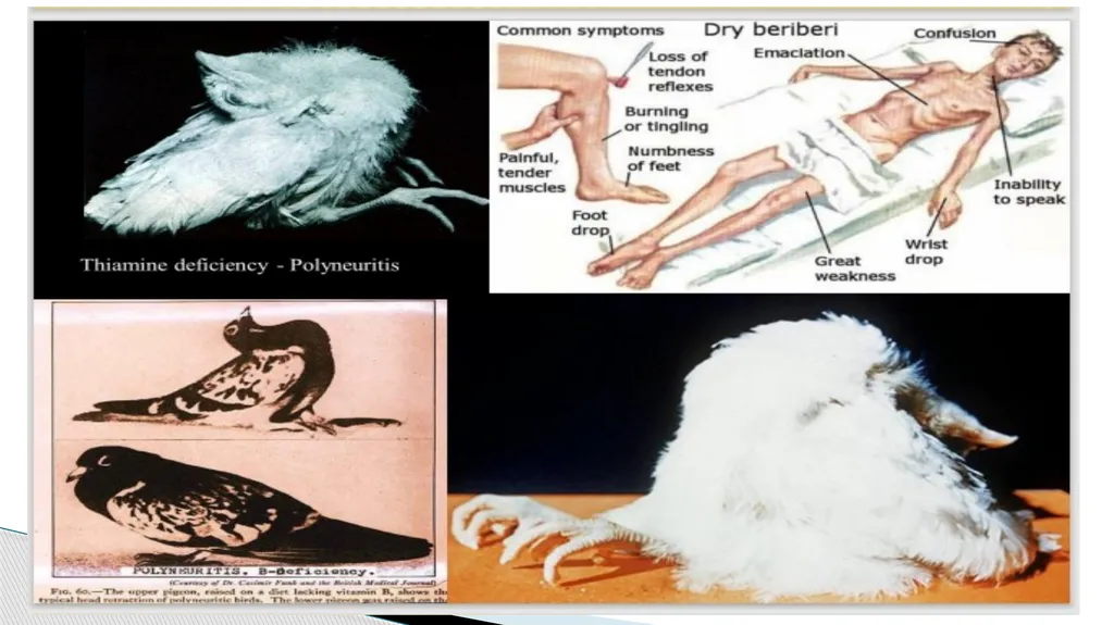 Vitamins (Water Soluble) Dr. Dharmendra Kumar - slide 15 of 34