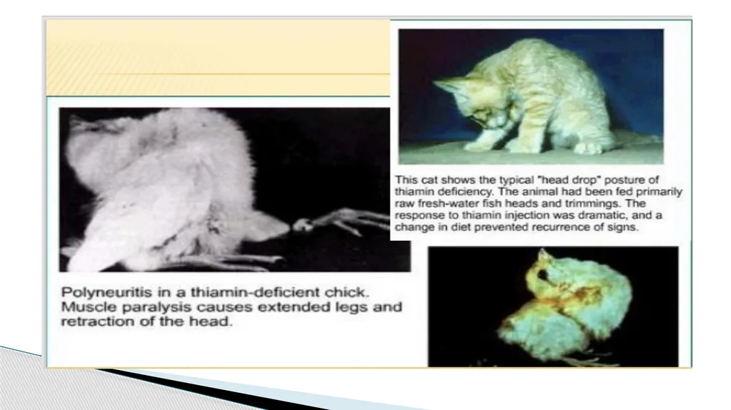 Vitamins (Water Soluble) Dr. Dharmendra Kumar - slide 16 of 34