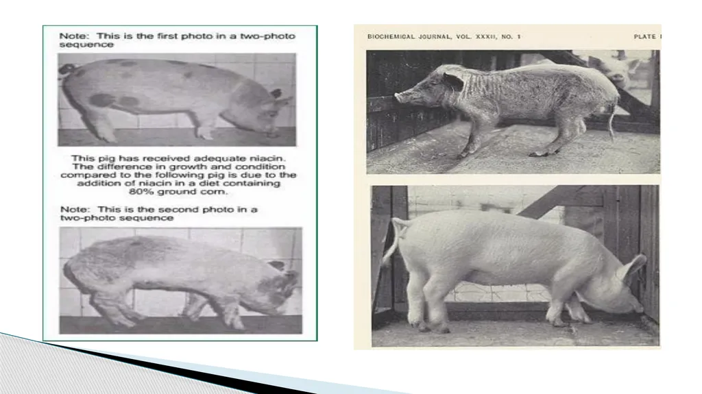 Vitamins (Water Soluble) Dr. Dharmendra Kumar - slide 25 of 34