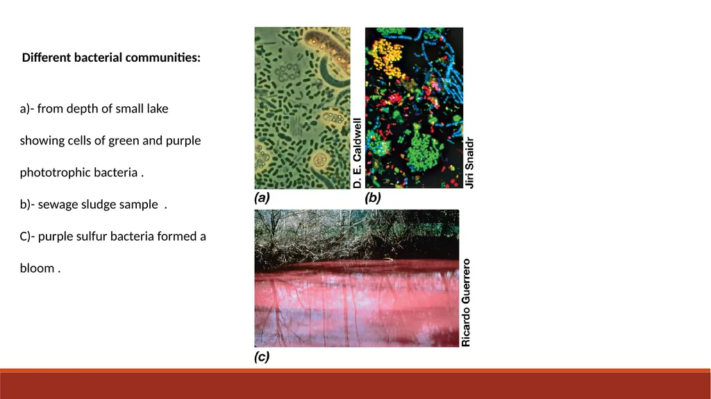 140MIC: Microbiology Lecture- 3 Principles of - slide 9 of 29