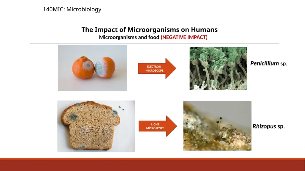 140MIC: Microbiology Lecture- 3 Principles of - slide 22 of 29