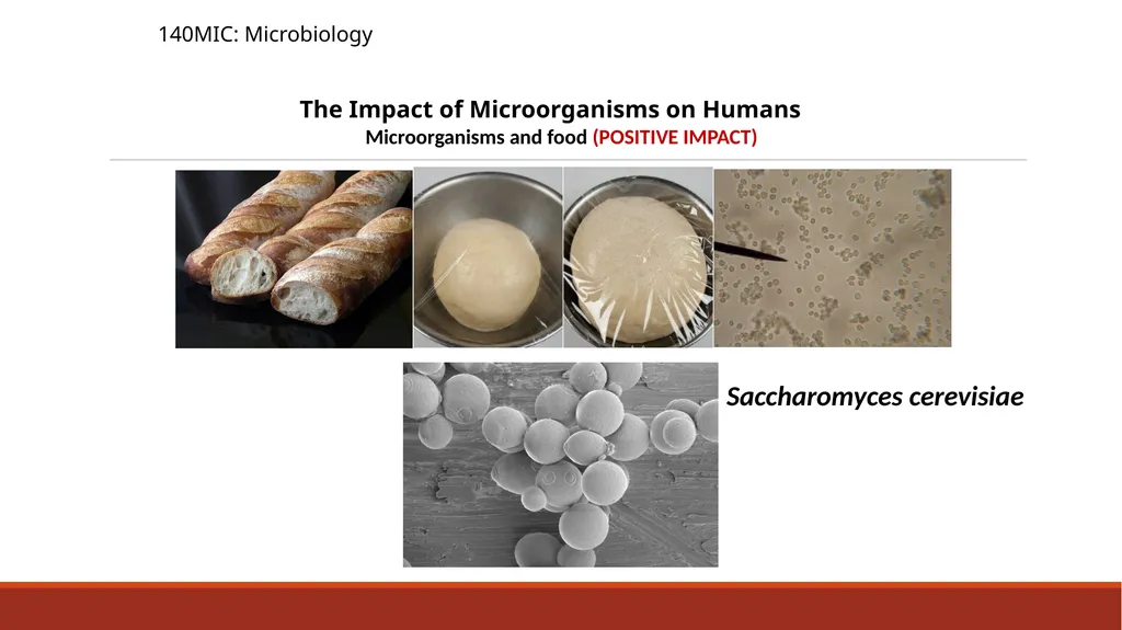 140MIC: Microbiology Lecture- 3 Principles of - slide 23 of 29