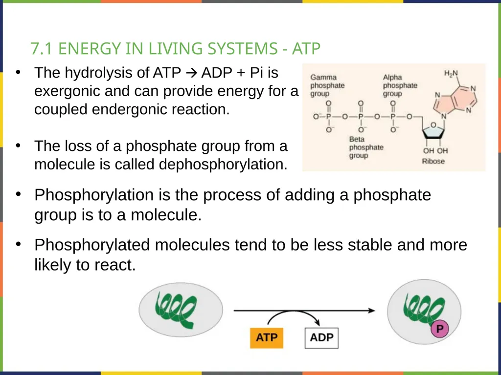 BIOLOGY 2E Chapter 7 CELLULAR RESPIRATION - slide 6 of 43