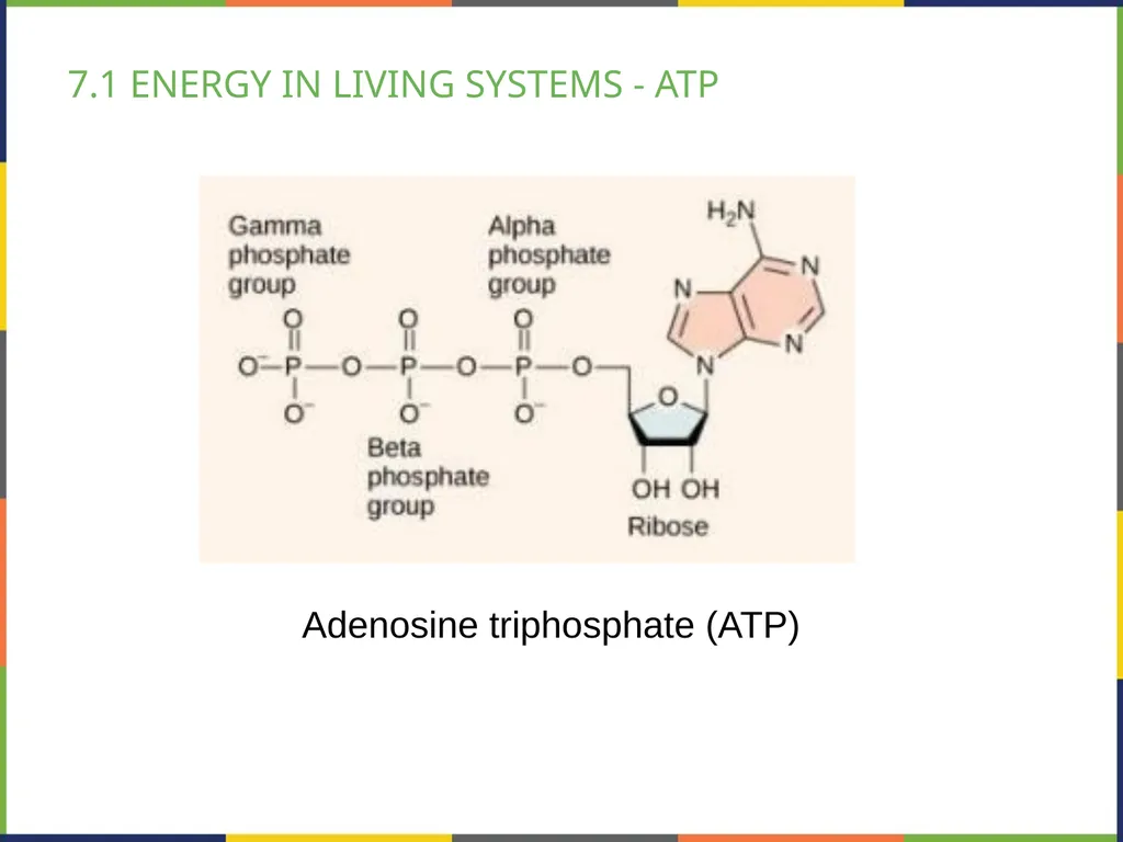 BIOLOGY 2E Chapter 7 CELLULAR RESPIRATION - slide 7 of 43