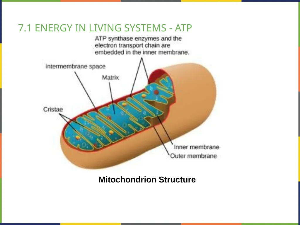 BIOLOGY 2E Chapter 7 CELLULAR RESPIRATION - slide 9 of 43