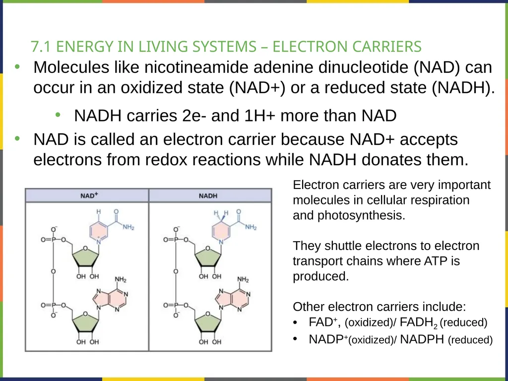BIOLOGY 2E Chapter 7 CELLULAR RESPIRATION - slide 4 of 43