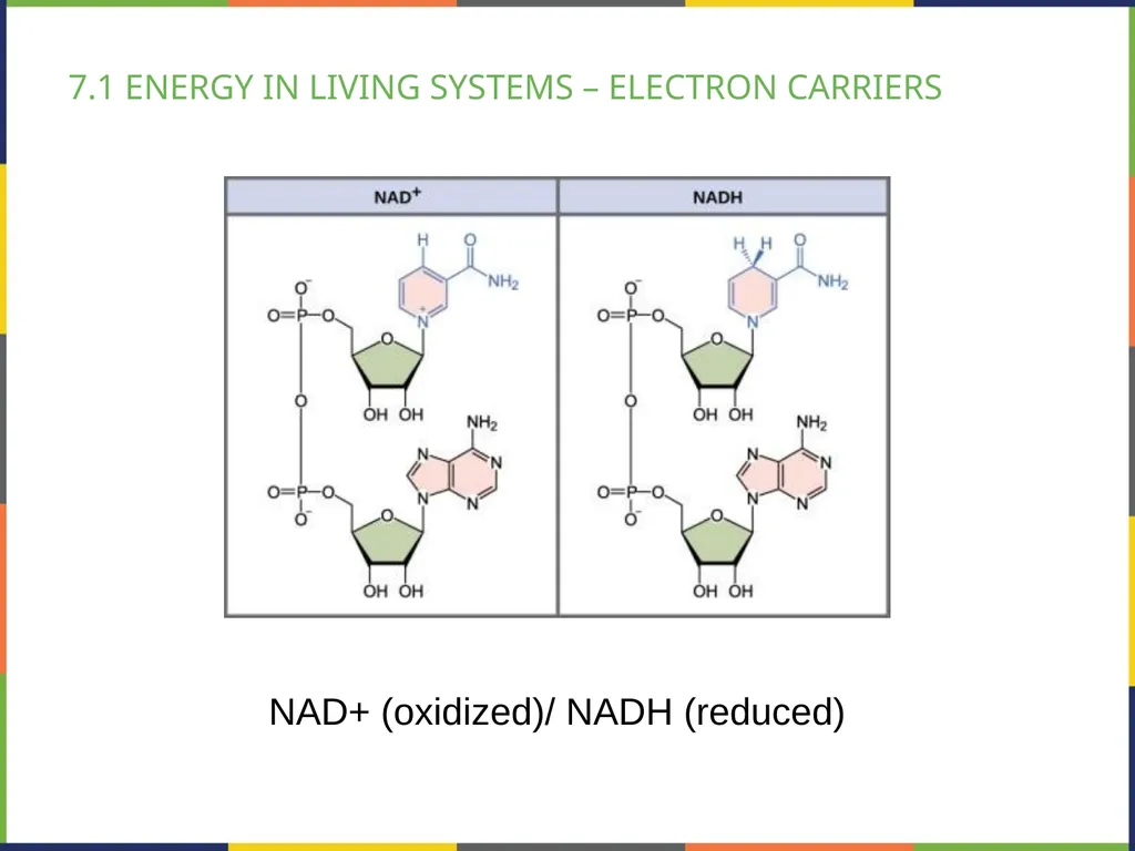 BIOLOGY 2E Chapter 7 CELLULAR RESPIRATION - slide 5 of 43