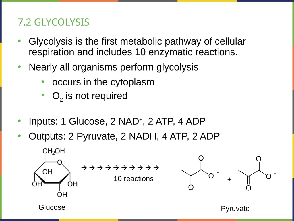 BIOLOGY 2E Chapter 7 CELLULAR RESPIRATION - slide 11 of 43