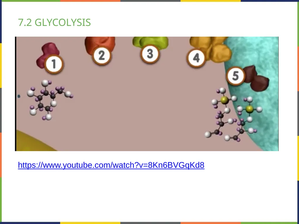 BIOLOGY 2E Chapter 7 CELLULAR RESPIRATION - slide 19 of 43