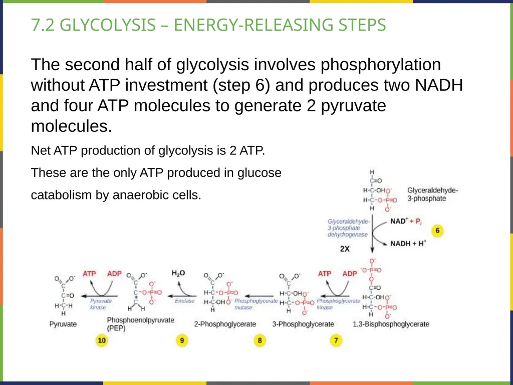 BIOLOGY 2E Chapter 7 CELLULAR RESPIRATION - slide 15 of 43