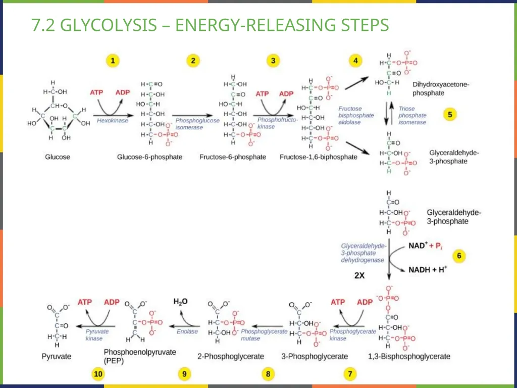 BIOLOGY 2E Chapter 7 CELLULAR RESPIRATION - slide 16 of 43