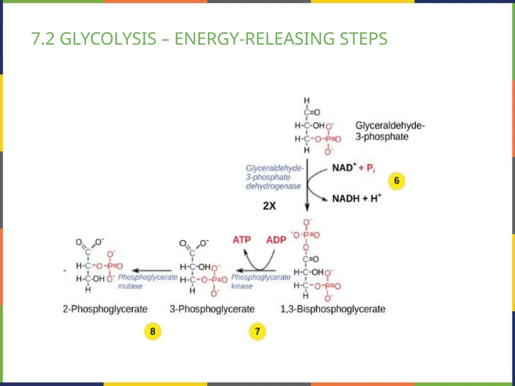 BIOLOGY 2E Chapter 7 CELLULAR RESPIRATION - slide 17 of 43