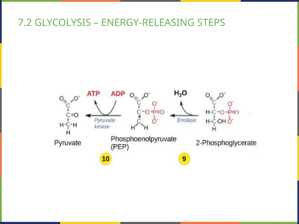 BIOLOGY 2E Chapter 7 CELLULAR RESPIRATION - slide 18 of 43