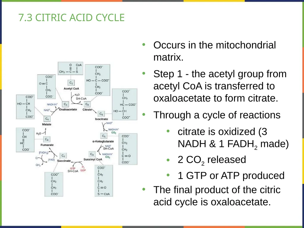 BIOLOGY 2E Chapter 7 CELLULAR RESPIRATION - slide 22 of 43