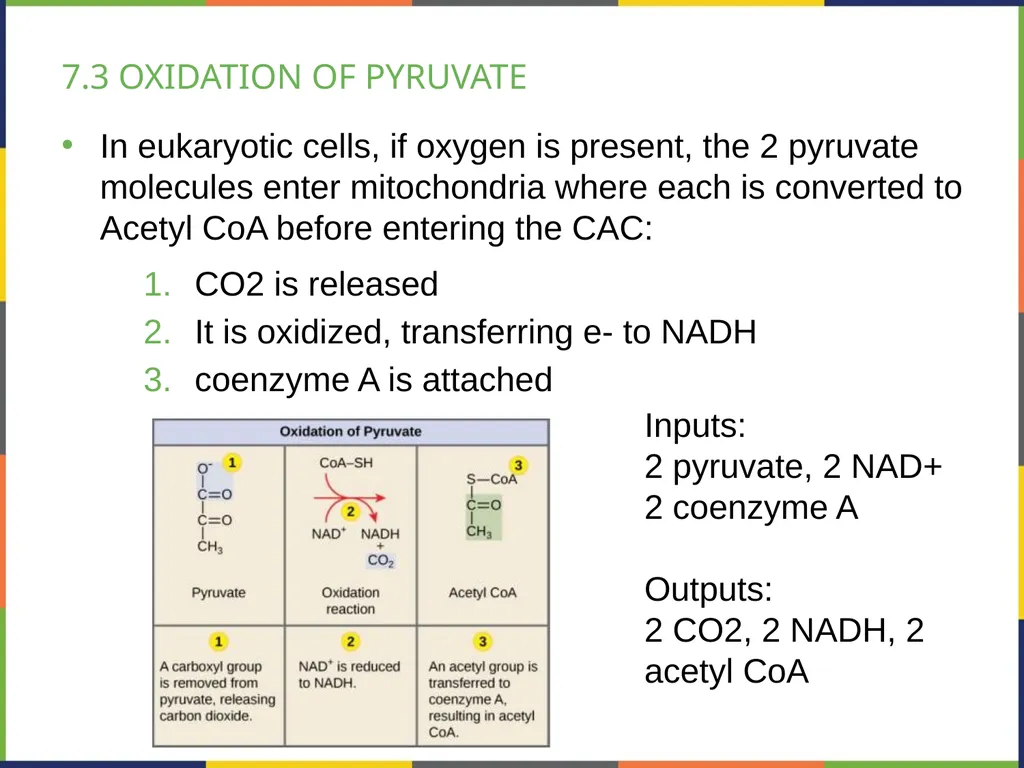 BIOLOGY 2E Chapter 7 CELLULAR RESPIRATION - slide 20 of 43