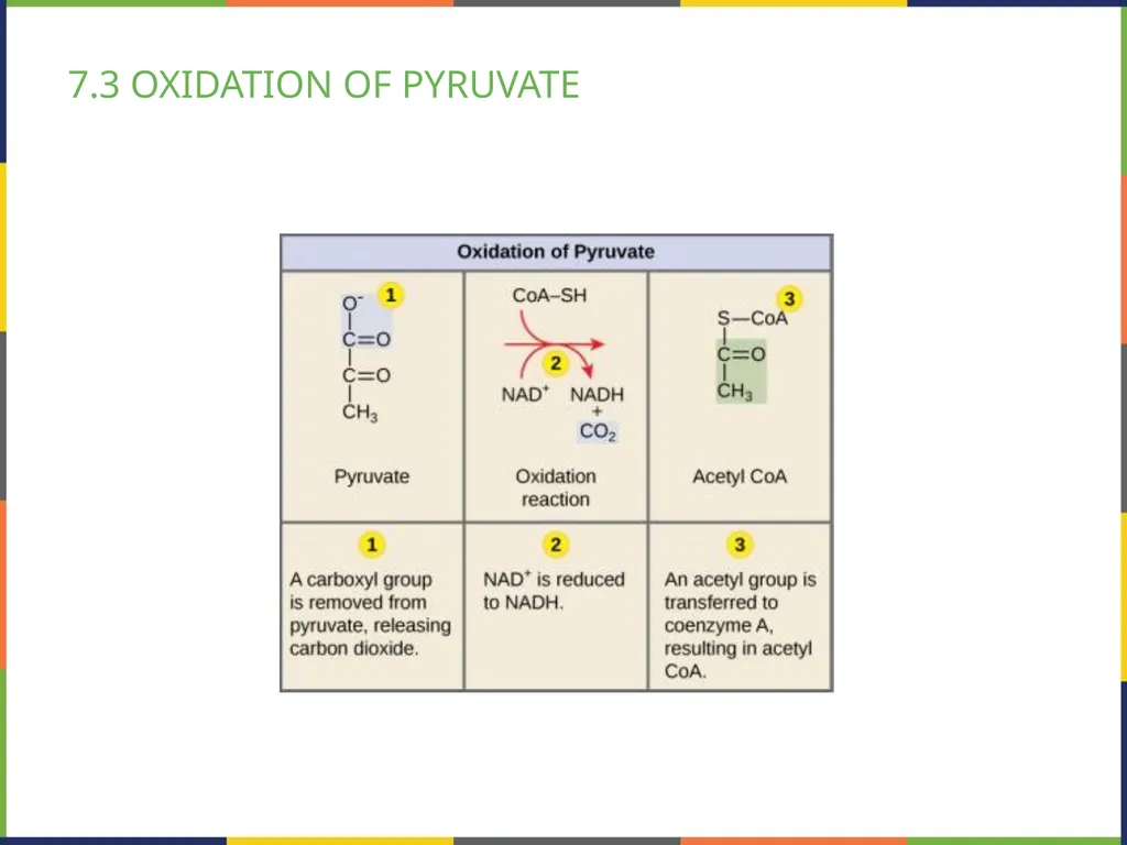 BIOLOGY 2E Chapter 7 CELLULAR RESPIRATION - slide 21 of 43