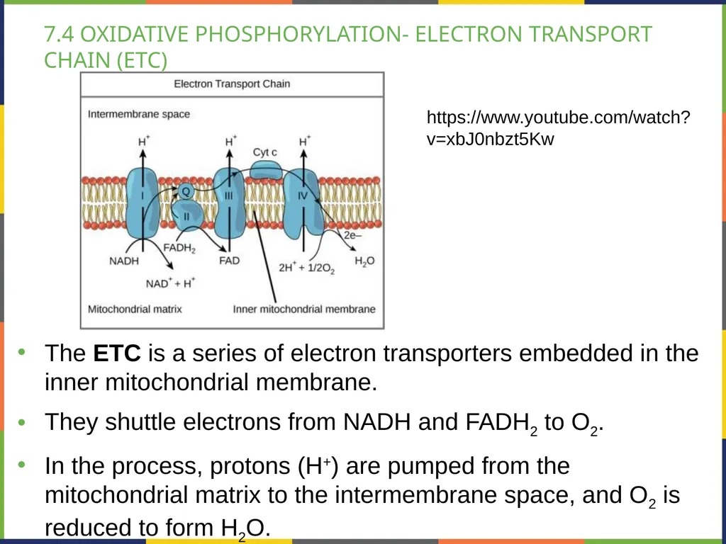 BIOLOGY 2E Chapter 7 CELLULAR RESPIRATION - slide 27 of 43