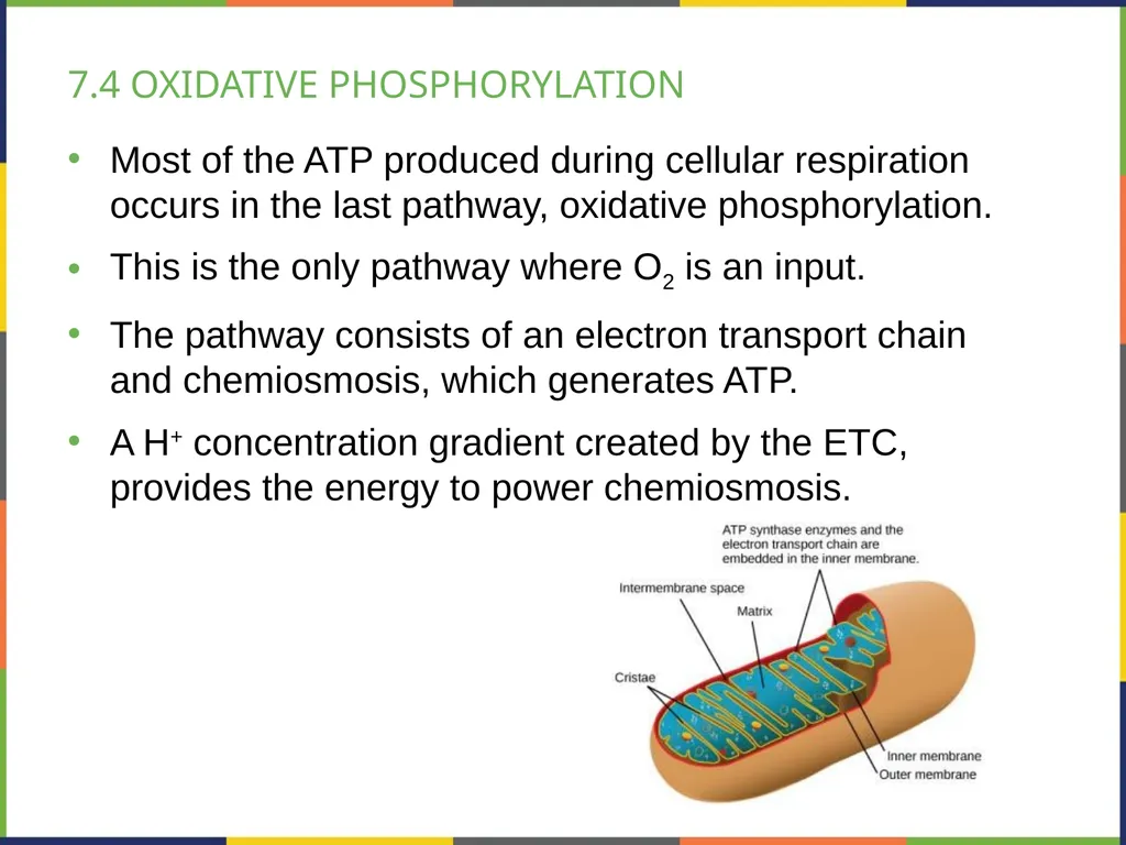 BIOLOGY 2E Chapter 7 CELLULAR RESPIRATION - slide 25 of 43