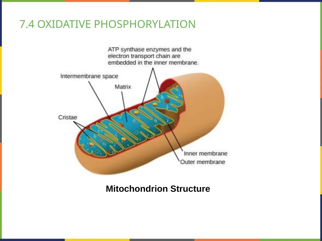 BIOLOGY 2E Chapter 7 CELLULAR RESPIRATION - slide 26 of 43