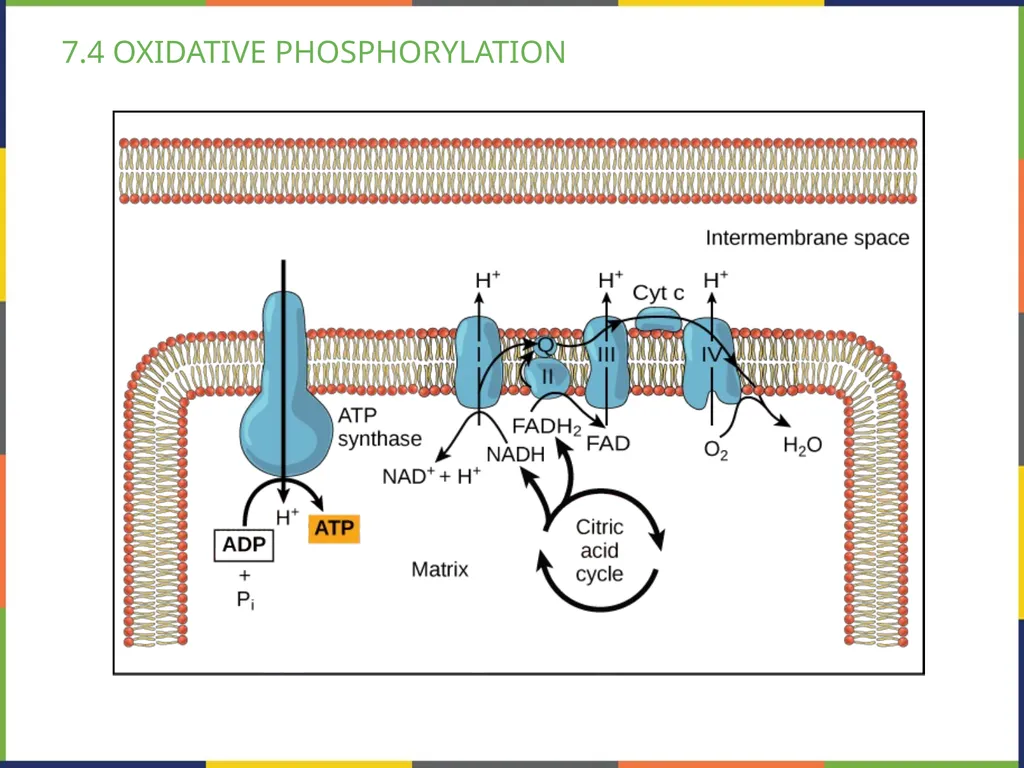 BIOLOGY 2E Chapter 7 CELLULAR RESPIRATION - slide 31 of 43