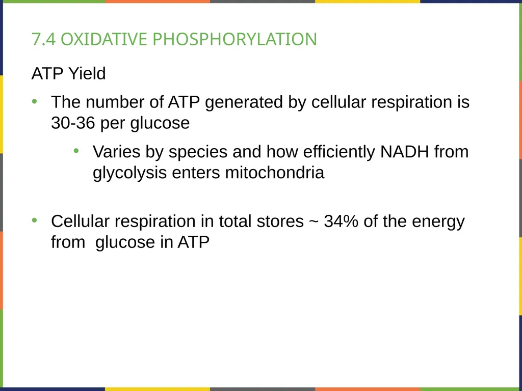 BIOLOGY 2E Chapter 7 CELLULAR RESPIRATION - slide 32 of 43