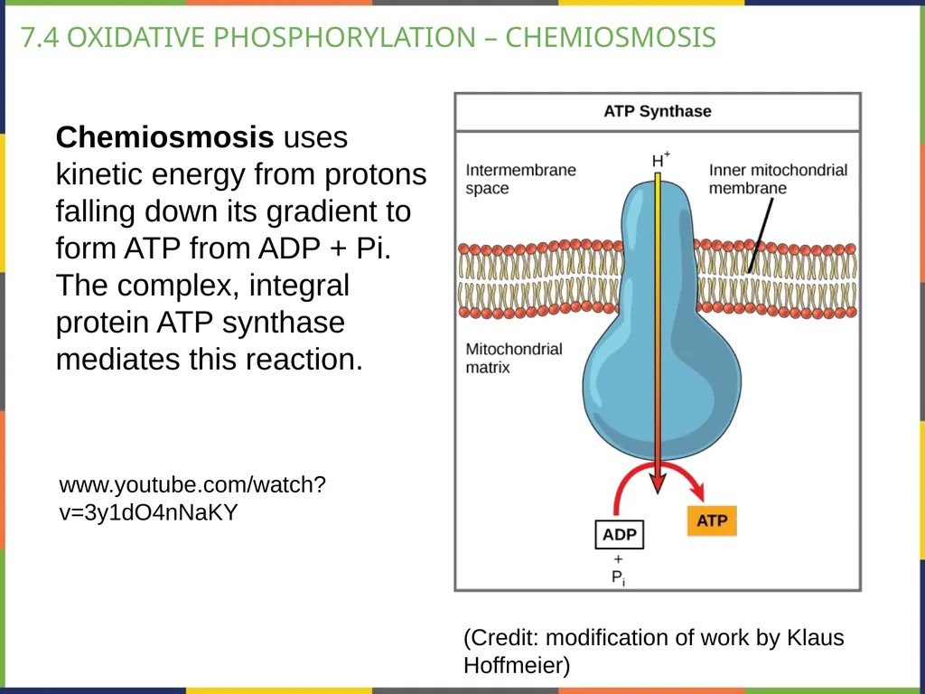 BIOLOGY 2E Chapter 7 CELLULAR RESPIRATION - slide 30 of 43