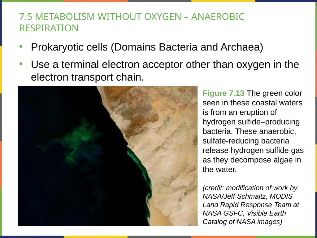 BIOLOGY 2E Chapter 7 CELLULAR RESPIRATION - slide 33 of 43