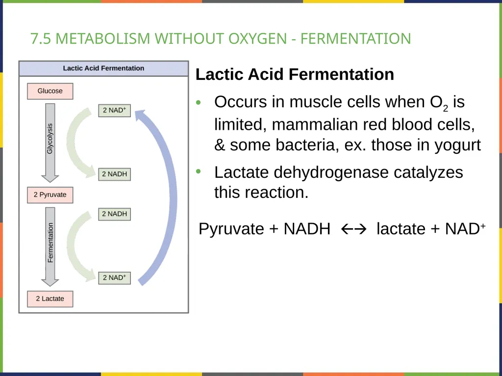 BIOLOGY 2E Chapter 7 CELLULAR RESPIRATION - slide 35 of 43