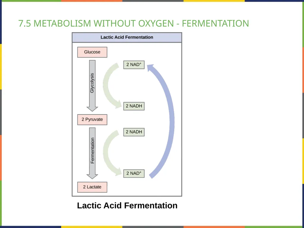 BIOLOGY 2E Chapter 7 CELLULAR RESPIRATION - slide 36 of 43