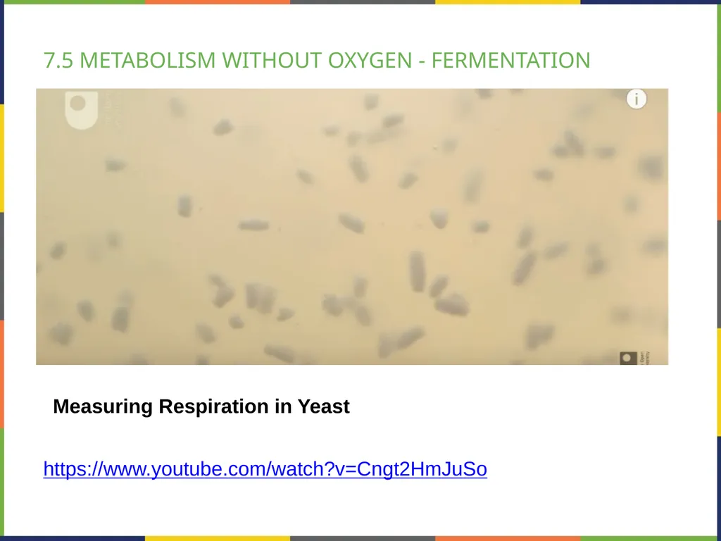 BIOLOGY 2E Chapter 7 CELLULAR RESPIRATION - slide 38 of 43