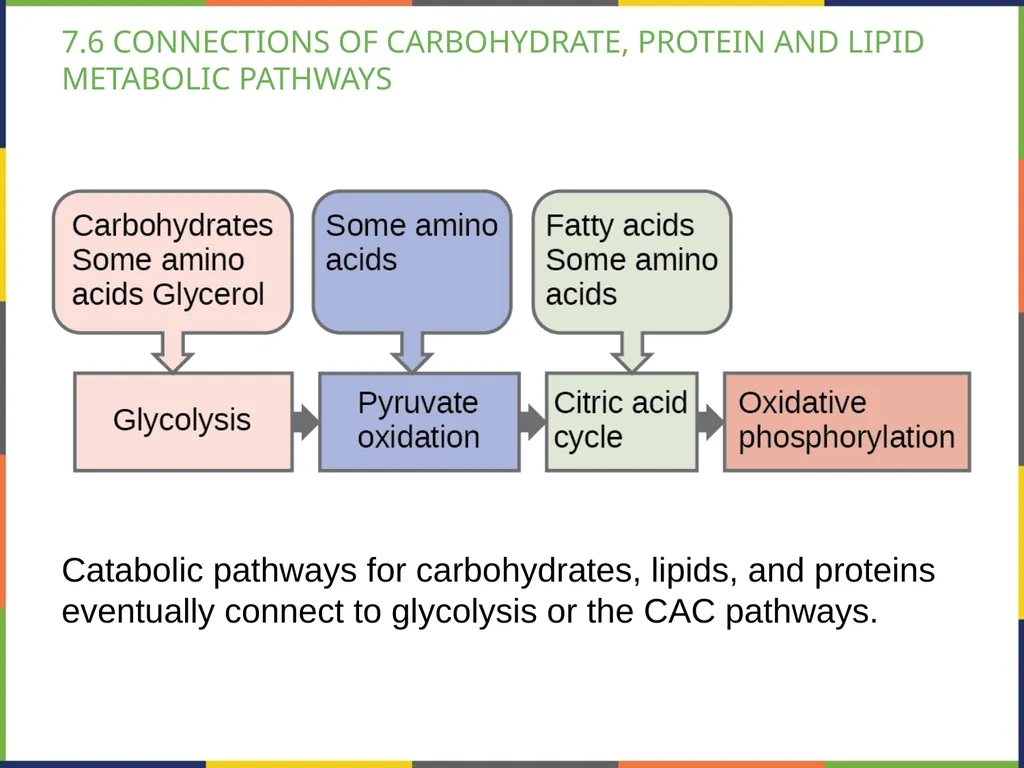 BIOLOGY 2E Chapter 7 CELLULAR RESPIRATION - slide 39 of 43