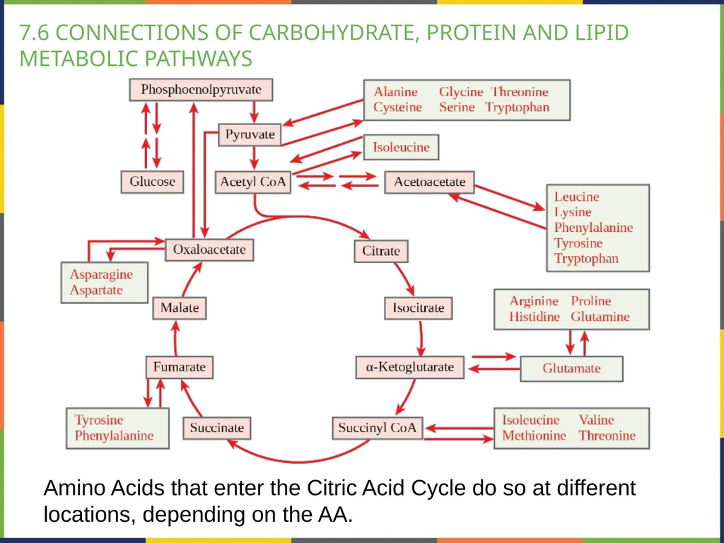 BIOLOGY 2E Chapter 7 CELLULAR RESPIRATION - slide 40 of 43