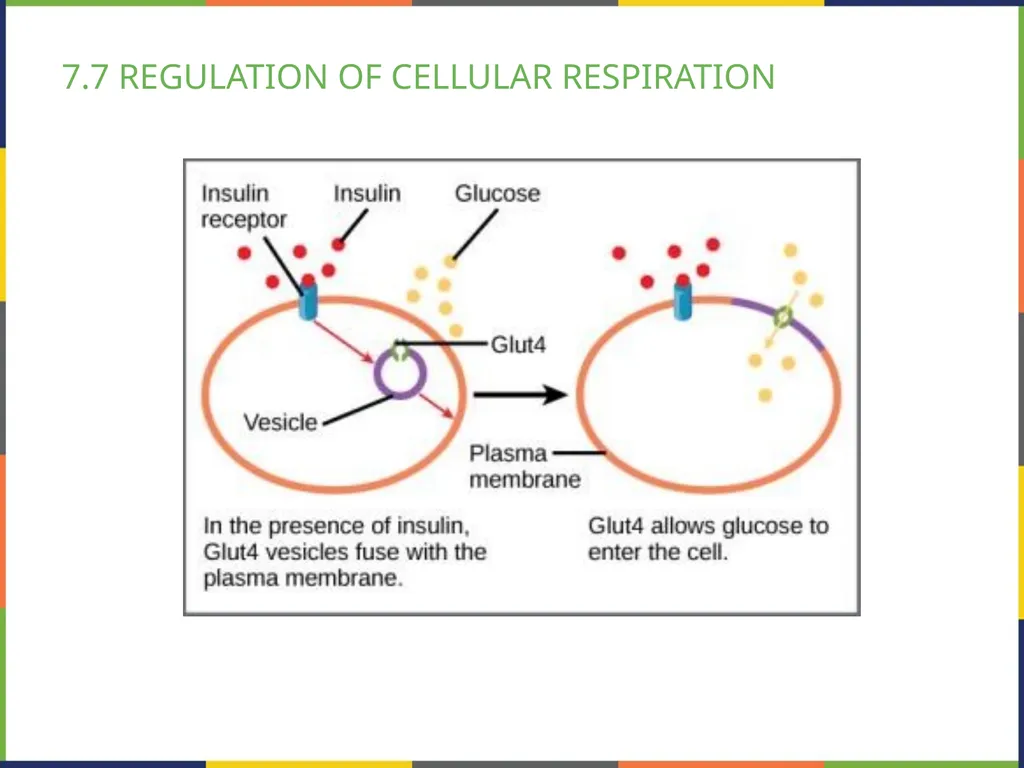 BIOLOGY 2E Chapter 7 CELLULAR RESPIRATION - slide 42 of 43