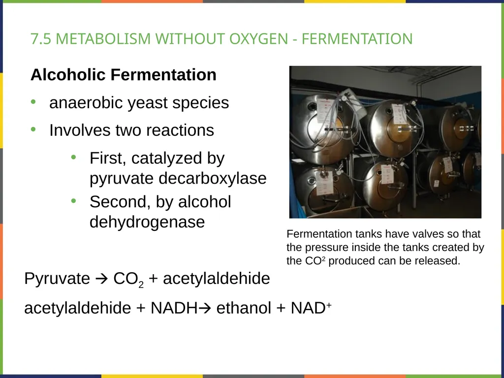 BIOLOGY 2E Chapter 7 CELLULAR RESPIRATION - slide 37 of 43