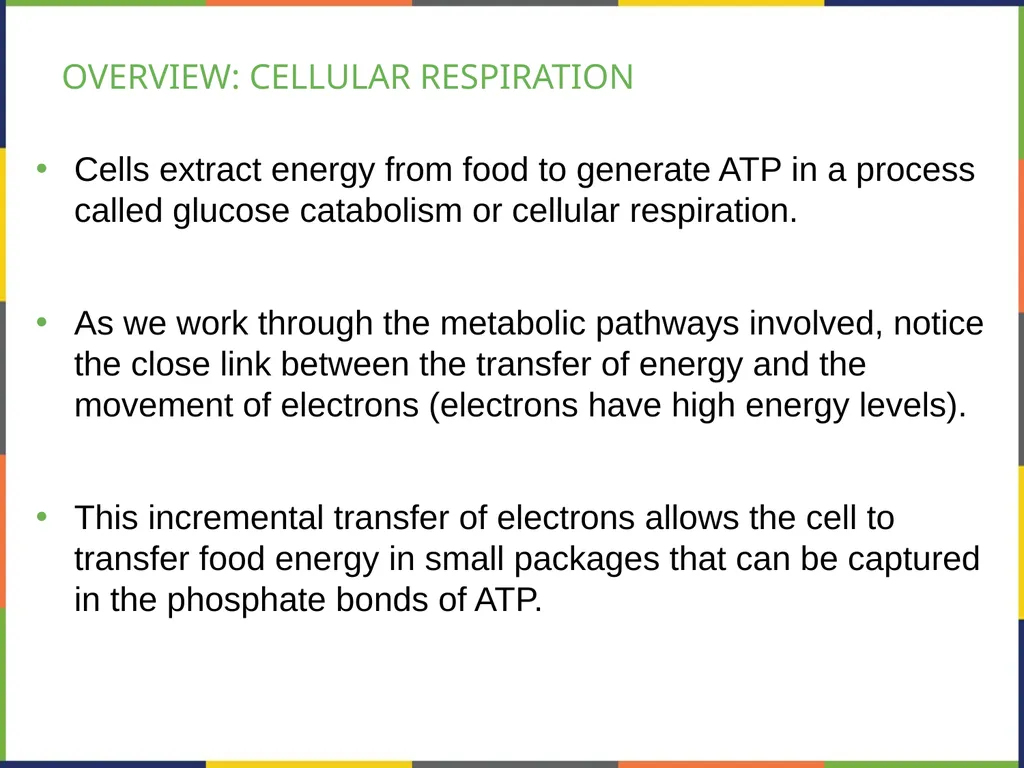 BIOLOGY 2E Chapter 7 CELLULAR RESPIRATION - slide 2 of 43