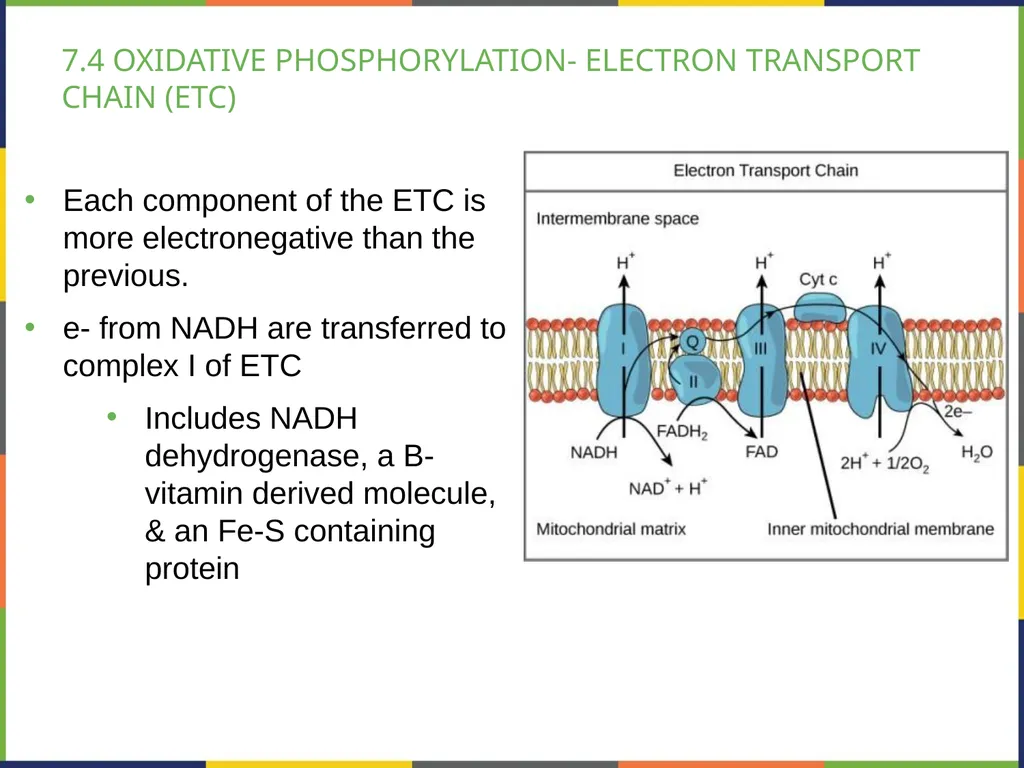 BIOLOGY 2E Chapter 7 CELLULAR RESPIRATION - slide 28 of 43