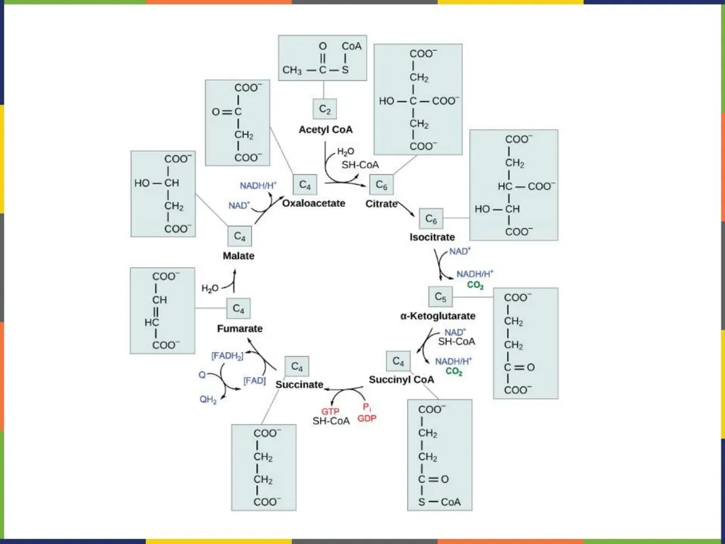 BIOLOGY 2E Chapter 7 CELLULAR RESPIRATION - slide 23 of 43