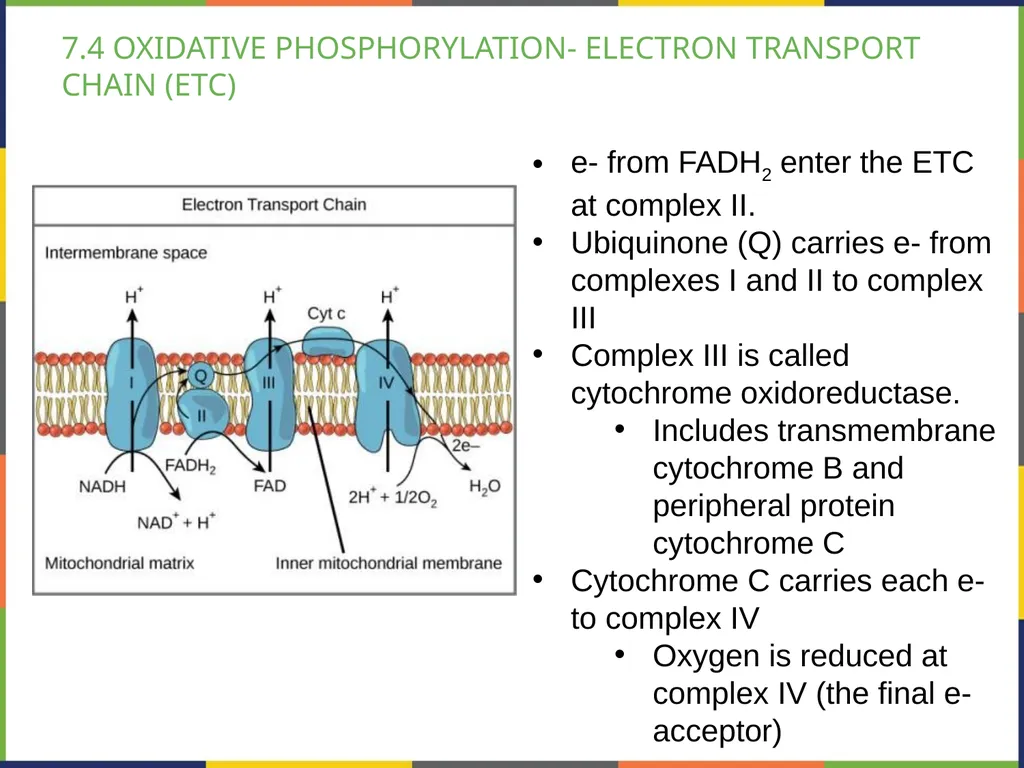 BIOLOGY 2E Chapter 7 CELLULAR RESPIRATION - slide 29 of 43