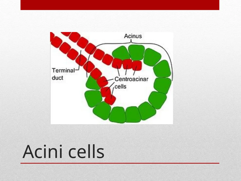 Saliva It is a watery secretion in the mouth - slide 11 of 29