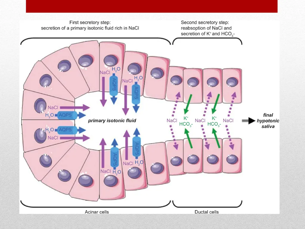 Saliva It is a watery secretion in the mouth - slide 13 of 29