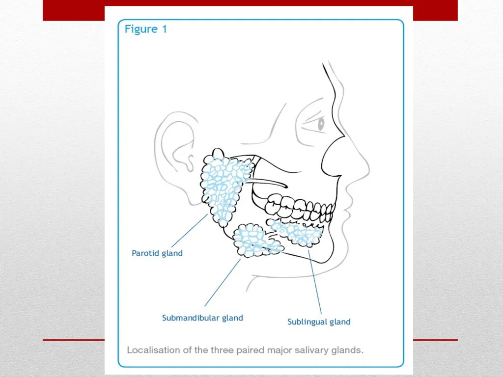 Saliva It is a watery secretion in the mouth - slide 23 of 29
