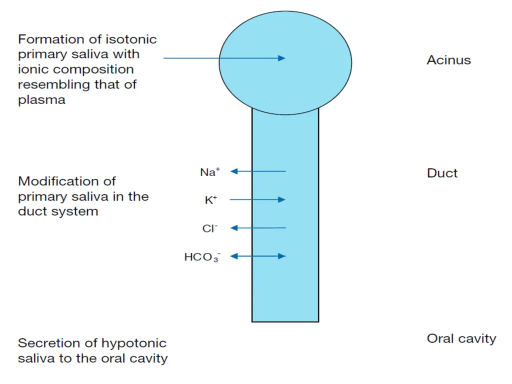 Saliva It is a watery secretion in the mouth - slide 25 of 29