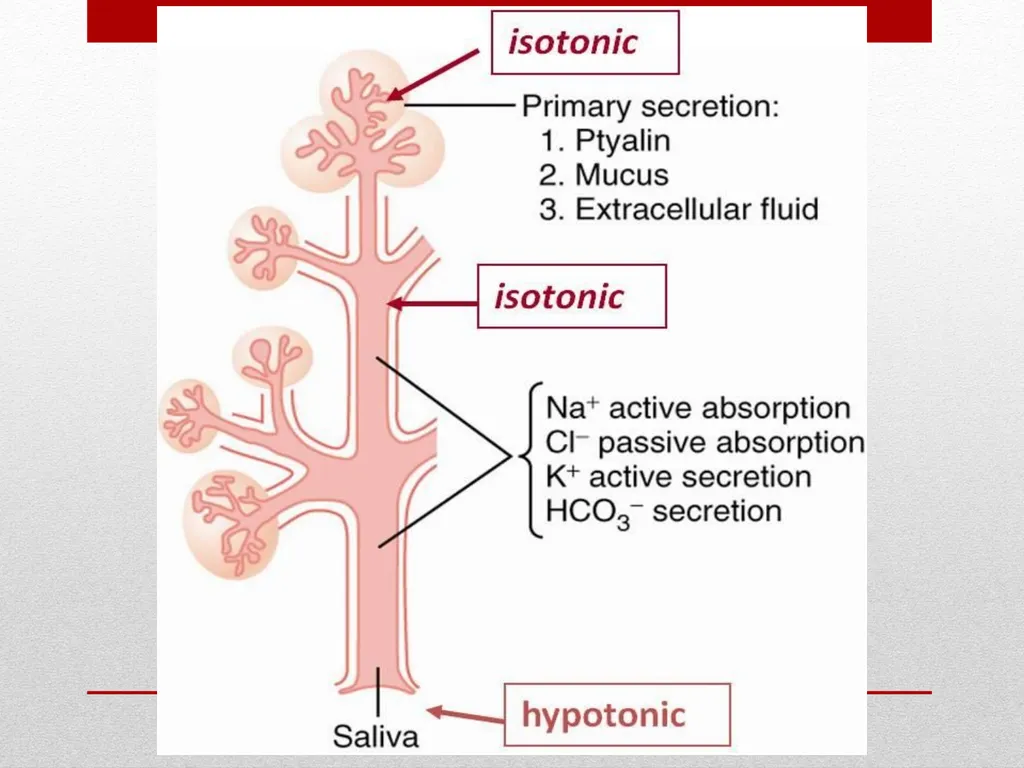 Saliva It is a watery secretion in the mouth - slide 27 of 29