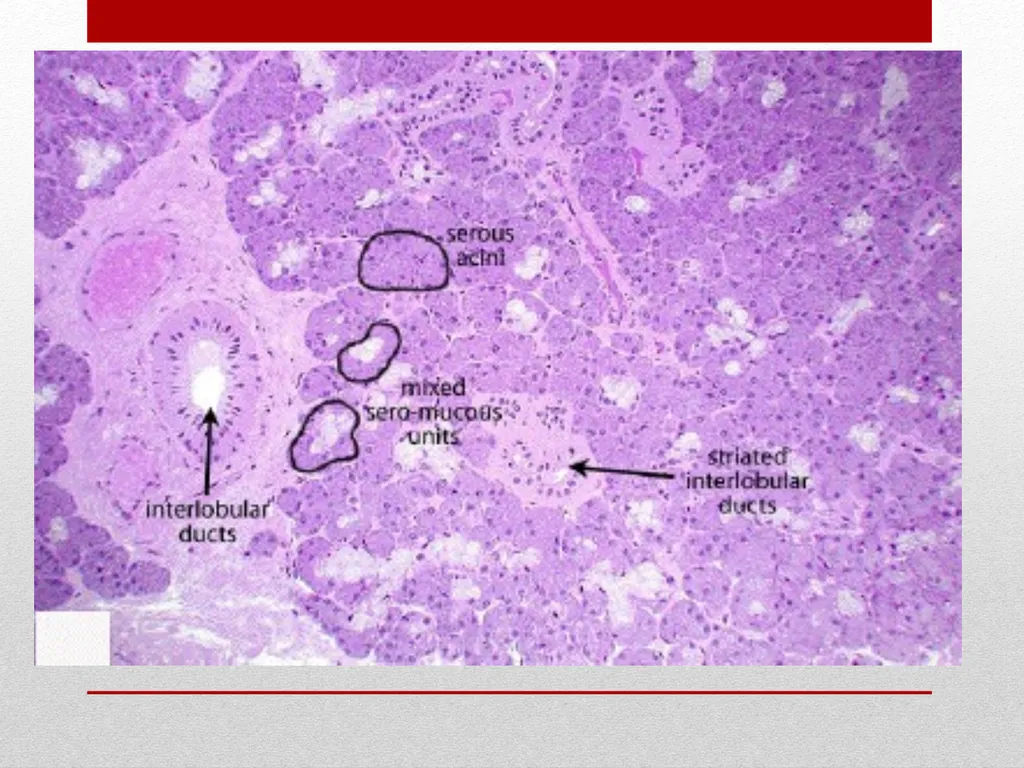 Saliva It is a watery secretion in the mouth - slide 7 of 29