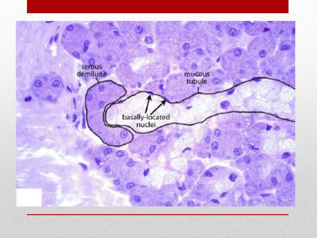 Saliva It is a watery secretion in the mouth - slide 8 of 29