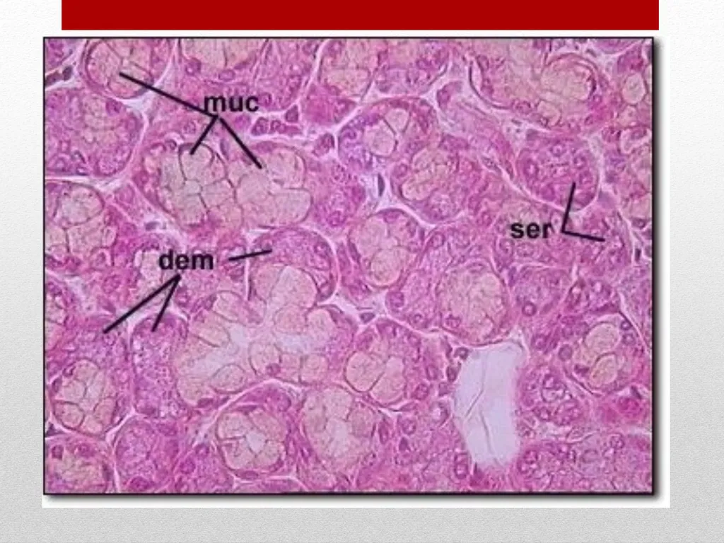 Saliva It is a watery secretion in the mouth - slide 9 of 29