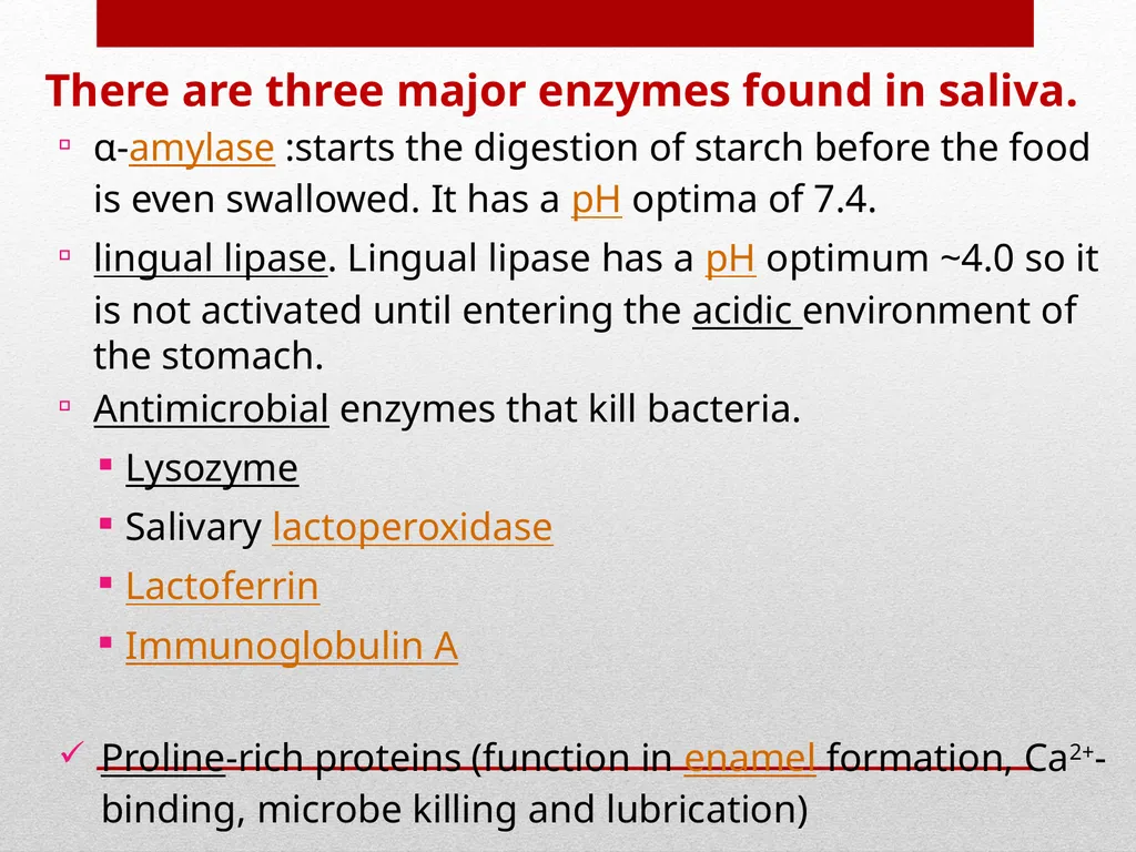 Saliva It is a watery secretion in the mouth - slide 19 of 29