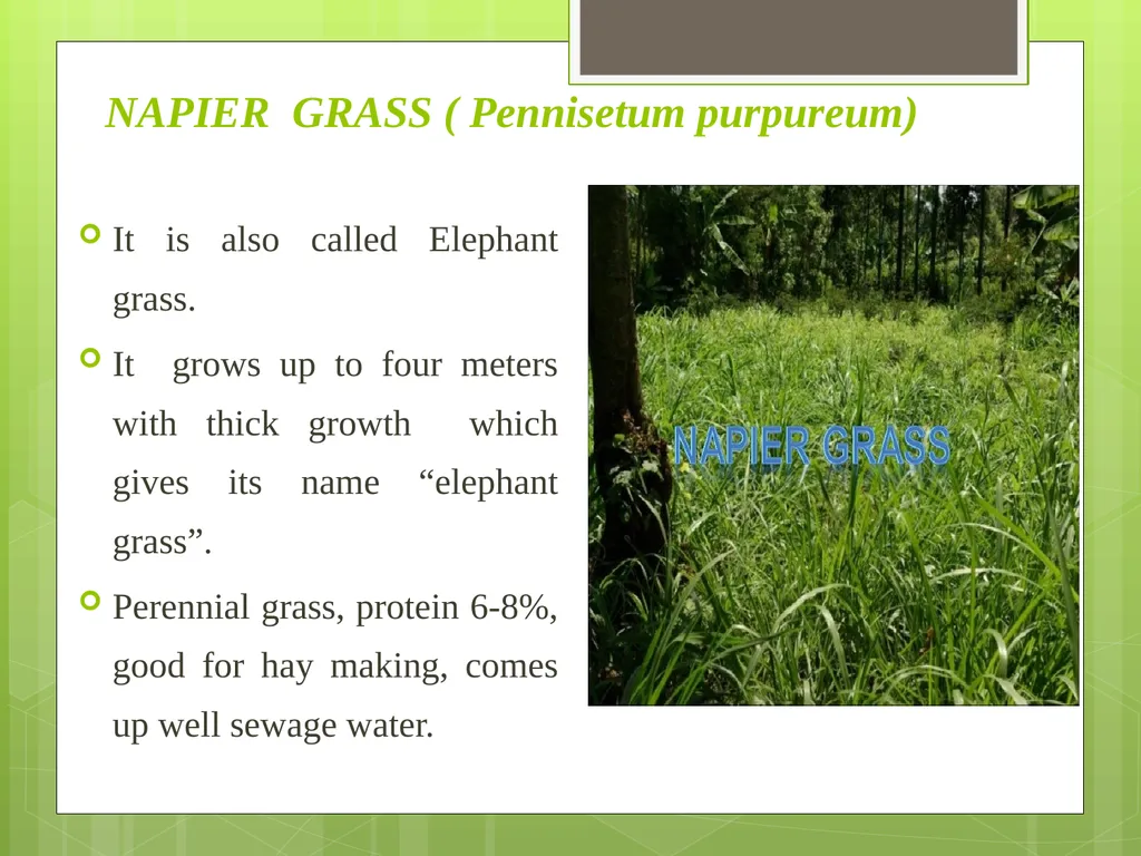 Livestock Production Management, MJF, Chomu, - slide 27 of 28