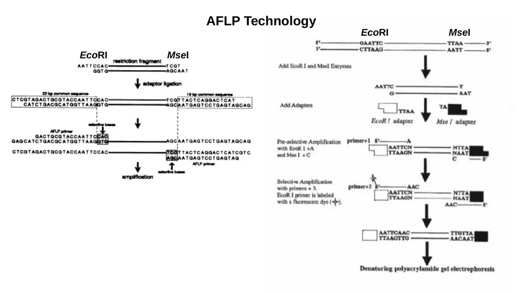Lecture 1. Genetics (February 18) Lecture 2: - slide 30 of 110