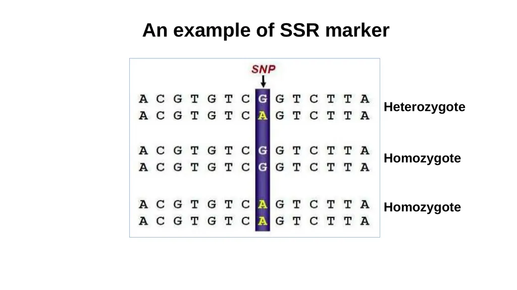 Lecture 1. Genetics (February 18) Lecture 2: - slide 33 of 110